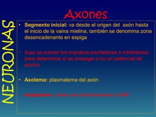 Axones
• Segmento inicial: va desde el origen del axón hasta
el inicio de la vaina mielina, también se denomina zona
desencadenante en espiga
• Aquí se suman los impulsos excitadores e inhibidores,
para determinar si se propaga o no un potencial de
acción
• Axolema: plasmalema del axón
• Axoplasma, carece de polirribosomas y ReR
NEURONAS
 