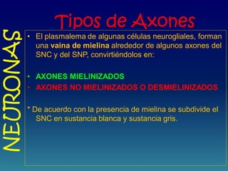 Tipos de Axones
• El plasmalema de algunas células neurogliales, forman
una vaina de mielina alrededor de algunos axones del
SNC y del SNP, convirtiéndolos en:
• AXONES MIELINIZADOS
• AXONES NO MIELINIZADOS O DESMIELINIZADOS
* De acuerdo con la presencia de mielina se subdivide el
SNC en sustancia blanca y sustancia gris.
NEURONAS
 