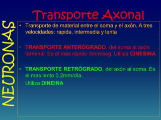 Transporte Axonal
• Transporte de material entre el soma y el axón. A tres
velocidades: rapida, intermedia y lenta
• TRANSPORTE ANTERÓGRADO, del soma al axón
terminal. Es el mas rápido 3mm/seg. Utiliza CINESINA
• TRANSPORTE RETRÓGRADO, del axón al soma. Es
el mas lento 0.2mm/día.
Utiliza DINEINA
NEURONAS
 