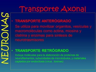 Transporte Axonal
• TRANSPORTE ANTERÓGRADO
Se utiliza para movilizar organitos, vesículas y
macromoléculas como actina, miosina y
clatrina y enzimas para síntesis de
neurotrasmisores
• TRANSPORTE RETRÓGRADO
Incluye moléculas para la elaboración de proteínas de
neurofilamentos, subunidades de microtúbulos, y materiales
captados por endocitosis (virus , toxinas)
NEURONAS
 