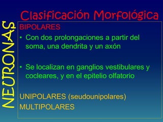 Clasificación Morfológica
BIPOLARES
• Con dos prolongaciones a partir del
soma, una dendrita y un axón
• Se localizan en ganglios vestibulares y
cocleares, y en el epitelio olfatorio
UNIPOLARES (seudounipolares)
MULTIPOLARES
NEURONAS
 