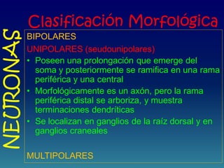 Clasificación Morfológica
BIPOLARES
UNIPOLARES (seudounipolares)
• Poseen una prolongación que emerge del
soma y posteriormente se ramifica en una rama
periférica y una central
• Morfológicamente es un axón, pero la rama
periférica distal se arboriza, y muestra
terminaciones dendríticas
• Se localizan en ganglios de la raíz dorsal y en
ganglios craneales
MULTIPOLARES
NEURONAS
 
