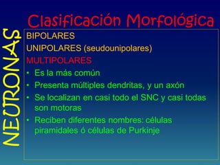 Clasificación Morfológica
BIPOLARES
UNIPOLARES (seudounipolares)
MULTIPOLARES
• Es la más común
• Presenta múltiples dendritas, y un axón
• Se localizan en casi todo el SNC y casi todas
son motoras
• Reciben diferentes nombres:: células
piramidales ó células de Purkinje
NEURONAS
 
