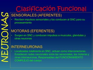 Clasificación Funcional
SENSORIALES (AFERENTES)
• Reciben impulsos sensoriales y los conducen al SNC para su
procesamiento
MOTORAS (EFERENTES)
• Surgen en SNC y conducen impulsos a musculos, glandulas y
otras neuronas
INTERNEURONAS
• Localizadas totalmente en SNC, actuan como interconectores.
Establecen redes neuronales entre las sensoriales, las motoras y
otras interneuronas. Responsables del FUNCIONAMIENTO
COMPLEJO del cuerpo
NEURONAS
 