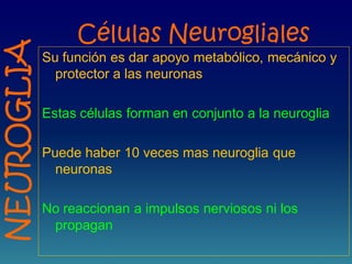 Células Neurogliales
Su función es dar apoyo metabólico, mecánico y
protector a las neuronas
Estas células forman en conjunto a la neuroglia
Puede haber 10 veces mas neuroglia que
neuronas
No reaccionan a impulsos nerviosos ni los
propagan
NEUROGLIA
 