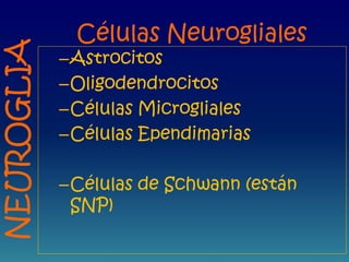 Células Neurogliales
–Astrocitos
–Oligodendrocitos
–Células Microgliales
–Células Ependimarias
–Células de Schwann (están
SNP)
NEUROGLIA
 
