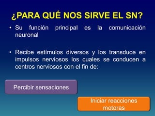 ¿PARA QUÉ NOS SIRVE EL SN?
• Su función principal es la comunicación
neuronal
• Recibe estímulos diversos y los transduce en
impulsos nerviosos los cuales se conducen a
centros nerviosos con el fin de:
Percibir sensaciones
Iniciar reacciones
motoras
 