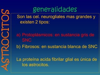 generalidades
Son las cel. neurogliales mas grandes y
existen 2 tipos:
a) Protoplásmicos: en sustancia gris de
SNC
b) Fibrosos: en sustancia blanca de SNC
La proteína acida fibrilar glial es única de
los astrocitos.
ASTROCITOS
 