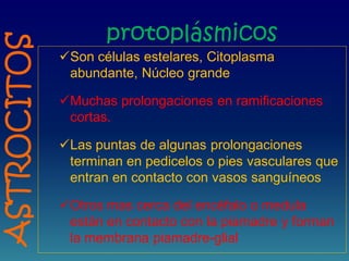 protoplásmicos
Son células estelares, Citoplasma
abundante, Núcleo grande
Muchas prolongaciones en ramificaciones
cortas.
Las puntas de algunas prolongaciones
terminan en pedicelos o pies vasculares que
entran en contacto con vasos sanguíneos
Otros mas cerca del encéfalo o medula
están en contacto con la piamadre y forman
la membrana piamadre-glial
ASTROCITOS
 