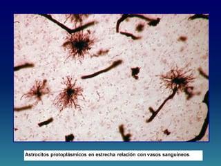 Astrocitos protoplásmicos en estrecha relación con vasos sanguíneos.
 