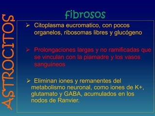 fibrosos
 Citoplasma eucromatico, con pocos
organelos, ribosomas libres y glucógeno
 Prolongaciones largas y no ramificadas que
se vinculan con la piamadre y los vasos
sanguíneos
 Eliminan iones y remanentes del
metabolismo neuronal, como iones de K+,
glutamato y GABA, acumulados en los
nodos de Ranvier.
ASTROCITOS
 
