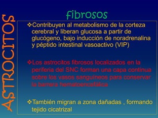 fibrosos
Contribuyen al metabolismo de la corteza
cerebral y liberan glucosa a partir de
glucógeno, bajo inducción de noradrenalina
y péptido intestinal vasoactivo (VIP)
Los astrocitos fibrosos localizados en la
periferia del SNC forman una capa continua
sobre los vasos sanguíneos para conservar
la barrera hematoencefálica
También migran a zona dañadas , formando
tejido cicatrizal
ASTROCITOS
 