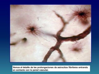 Vemos el detalle de las prolongaciones de astrocitos fibrilares entrando
en contacto con la pared vascular.
 