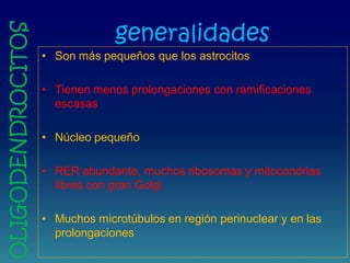 generalidades
• Son más pequeños que los astrocitos
• Tienen menos prolongaciones con ramificaciones
escasas
• Núcleo pequeño
• RER abundante, muchos ribosomas y mitocondrias
libres con gran Golgi
• Muchos microtúbulos en región perinuclear y en las
prolongaciones
OLIGODENDROCITOS
 