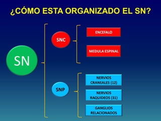 ¿CÓMO ESTA ORGANIZADO EL SN?
SN
SNC
SNP
ENCEFALO
MEDULA ESPINAL
NERVIOS
CRANEALES (12)
NERVIOS
RAQUIDEOS (31)
GANGLIOS
RELACIONADOS
 