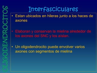 Interfasciculares
• Estan ubicados en hileras junto a los haces de
axones
• Elaboran y conservan la mielina alrededor de
los axones del SNC y los aíslan.
• Un oligodendrocito puede envolver varios
axones con segmentos de mielina
OLIGODENDROCITOS
 