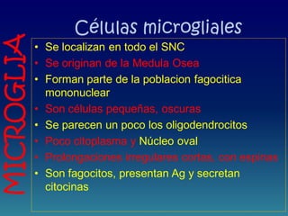Células microgliales
• Se localizan en todo el SNC
• Se originan de la Medula Osea
• Forman parte de la poblacion fagocitica
mononuclear
• Son células pequeñas, oscuras
• Se parecen un poco los oligodendrocitos
• Poco citoplasma y Núcleo oval
• Prolongaciones irregulares cortas, con espinas
• Son fagocitos, presentan Ag y secretan
citocinas
MICROGLIA
 