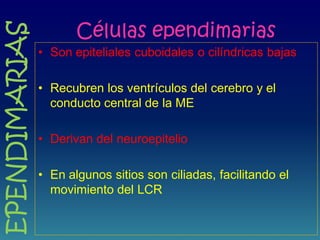 Células ependimarias
• Son epiteliales cuboidales o cilíndricas bajas
• Recubren los ventrículos del cerebro y el
conducto central de la ME
• Derivan del neuroepitelio
• En algunos sitios son ciliadas, facilitando el
movimiento del LCR
EPENDIMARIAS
 