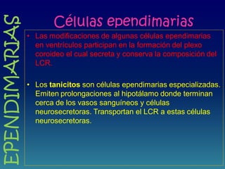 Células ependimarias
• Las modificaciones de algunas células ependimarias
en ventrículos participan en la formación del plexo
coroideo el cual secreta y conserva la composición del
LCR.
• Los tanicitos son células ependimarias especializadas.
Emiten prolongaciones al hipotálamo donde terminan
cerca de los vasos sanguíneos y células
neurosecretoras. Transportan el LCR a estas células
neurosecretoras.
EPENDIMARIAS
 