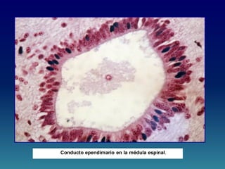 Conducto ependimario en la médula espinal.
 