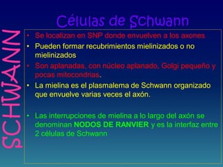 Células de Schwann
• Se localizan en SNP donde envuelven a los axones
• Pueden formar recubrimientos mielinizados o no
mielinizados
• Son aplanadas, con núcleo aplanado, Golgi pequeño y
pocas mitocondrias.
• La mielina es el plasmalema de Schwann organizado
que envuelve varias veces el axón.
• Las interrupciones de mielina a lo largo del axón se
denominan NODOS DE RANVIER y es la interfaz entre
2 células de Schwann
SCHWANN
 