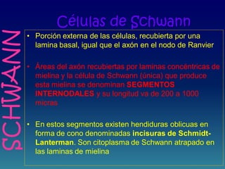 Células de Schwann
• Porción externa de las células, recubierta por una
lamina basal, igual que el axón en el nodo de Ranvier
• Áreas del axón recubiertas por laminas concéntricas de
mielina y la célula de Schwann (única) que produce
esta mielina se denominan SEGMENTOS
INTERNODALES y su longitud va de 200 a 1000
micras
• En estos segmentos existen hendiduras oblicuas en
forma de cono denominadas incisuras de Schmidt-
Lanterman. Son citoplasma de Schwann atrapado en
las laminas de mielina
SCHWANN
 