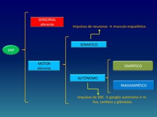 SNP
SENSORIAL
aferente
MOTOR
eferente
SOMATICO
AUTÓNOMO
Impulsos de neuronas → musculo esquelético
Impulsos de SNC → ganglio autónomo→ m.
liso, cardiaco y glándulas
SIMPÁTICO
PARASIMPÁTICO
 