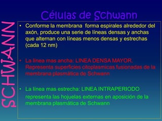 Células de Schwann
• Conforme la membrana forma espirales alrededor del
axón, produce una serie de líneas densas y anchas
que alternan con líneas menos densas y estrechas
(cada 12 nm)
• La línea mas ancha: LINEA DENSA MAYOR.
Representa superficies citoplasmicas fusionadas de la
membrana plasmática de Schwann
• La línea mas estrecha: LINEA INTRAPERIODO
representa las hojuelas externas en aposición de la
membrana plasmática de Schwann
SCHWANN
 