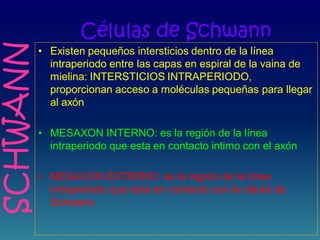 Células de Schwann
• Existen pequeños intersticios dentro de la línea
intraperiodo entre las capas en espiral de la vaina de
mielina: INTERSTICIOS INTRAPERIODO,
proporcionan acceso a moléculas pequeñas para llegar
al axón
• MESAXON INTERNO: es la región de la línea
intraperiodo que esta en contacto intimo con el axón
• MESAXON EXTERNO: es la región de la línea
intraperiodo que esta en contacto con la célula de
Schwann.
SCHWANN
 