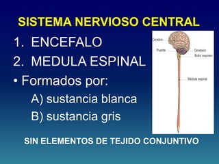 SISTEMA NERVIOSO CENTRAL
1. ENCEFALO
2. MEDULA ESPINAL
• Formados por:
A) sustancia blanca
B) sustancia gris
SIN ELEMENTOS DE TEJIDO CONJUNTIVO
 