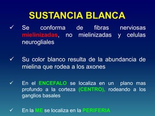 SUSTANCIA BLANCA
 Se conforma de fibras nerviosas
mielinizadas, no mielinizadas y celulas
neurogliales
 Su color blanco resulta de la abundancia de
mielina que rodea a los axones
 En el ENCEFALO se localiza en un plano mas
profundo a la corteza (CENTRO), rodeando a los
ganglios basales
 En la ME se localiza en la PERIFERIA
 