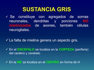 SUSTANCIA GRIS
 Se constituye con agregados de somas
neuronales, dendritas y porciones NO
mielinizadas de axones, también células
neurogliales.
 La falta de mielina genera un aspecto gris.
 En el ENCEFALO se localiza en la CORTEZA (periferia)
del cerebro y cerebelo
 En la ME se localiza en el CENTRO en forma de H
 
