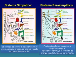 Sistema Simpático:
Se encarga de activar al organismo, por lo
que incrementa el gasto de energía y suele
funcionar durante el día.
Sistema Parasimpático:
Produce los efectos contrarios al
simpático, relaja el
organismo, disminuye el consumo de
energía y suele funcionar por la noche.
 