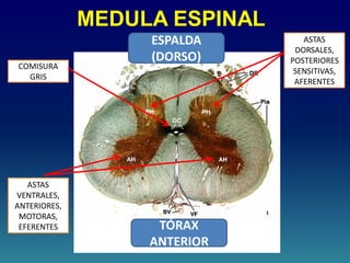 MEDULA ESPINAL
ASTAS
DORSALES,
POSTERIORES
SENSITIVAS,
AFERENTES
ASTAS
VENTRALES,
ANTERIORES,
MOTORAS,
EFERENTES
COMISURA
GRIS
TÓRAX
ANTERIOR
ESPALDA
(DORSO)
 