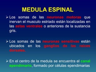 MEDULA ESPINAL
 Los somas de las neuronas motoras que
inervan el musculo estriado están localizadas en
las astas ventrales o anteriores de la sustancia
gris.
 Los somas de las neuronas sensitivas están
ubicados en los ganglios de las raíces
dorsales.
 En el centro de la medula se encuentra el canal
ependimario, formado por células ependimarias
 