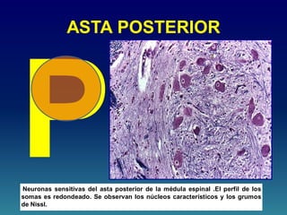 ASTA POSTERIOR
Neuronas sensitivas del asta posterior de la médula espinal .El perfil de los
somas es redondeado. Se observan los núcleos característicos y los grumos
de Nissl.
 