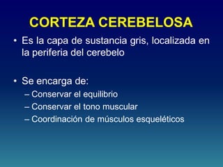 CORTEZA CEREBELOSA
• Es la capa de sustancia gris, localizada en
la periferia del cerebelo
• Se encarga de:
– Conservar el equilibrio
– Conservar el tono muscular
– Coordinación de músculos esqueléticos
 