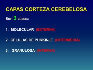 CAPAS CORTEZA CEREBELOSA
Son 3 capas:
1. MOLECULAR (EXTERNA)
2. CELULAS DE PURKINJE (INTERMEDIA)
3. GRANULOSA (INTERNA)
 