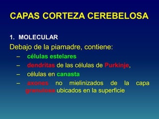 CAPAS CORTEZA CEREBELOSA
1. MOLECULAR
Debajo de la piamadre, contiene:
– células estelares
– dendritas de las células de Purkinje,
– células en canasta
– axones no mielinizados de la capa
granulosa ubicados en la superficie
 