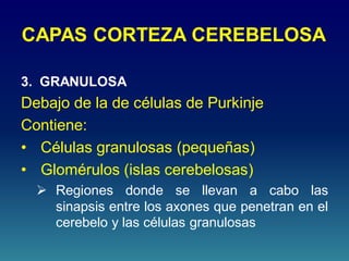 CAPAS CORTEZA CEREBELOSA
3. GRANULOSA
Debajo de la de células de Purkinje
Contiene:
• Células granulosas (pequeñas)
• Glomérulos (islas cerebelosas)
 Regiones donde se llevan a cabo las
sinapsis entre los axones que penetran en el
cerebelo y las células granulosas
 