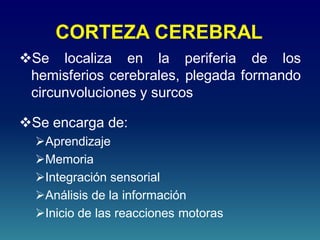 CORTEZA CEREBRAL
Se localiza en la periferia de los
hemisferios cerebrales, plegada formando
circunvoluciones y surcos
Se encarga de:
Aprendizaje
Memoria
Integración sensorial
Análisis de la información
Inicio de las reacciones motoras
 