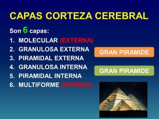 CAPAS CORTEZA CEREBRAL
Son 6 capas:
1. MOLECULAR (EXTERNA)
2. GRANULOSA EXTERNA
3. PIRAMIDAL EXTERNA
4. GRANULOSA INTERNA
5. PIRAMIDAL INTERNA
6. MULTIFORME (INTERNA)
GRAN PIRAMIDE
GRAN PIRAMIDE
 
