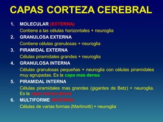 CAPAS CORTEZA CEREBRAL
1. MOLECULAR (EXTERNA)
Contiene a las células horizontales + neuroglia
2. GRANULOSA EXTERNA
Contiene células granulosas + neuroglia
3. PIRAMIDAL EXTERNA
Células piramidales grandes + neuroglia
4. GRANULOSA INTERNA
Células granulosas pequeñas + neuroglia con células piramidales
muy agrupadas. Es la capa mas densa
5. PIRAMIDAL INTERNA
Células piramidales mas grandes (gigantes de Betz) + neuroglia.
Es la capa menos densa
6. MULTIFORME (INTERNA)
Células de varias formas (Martinotti) + neuroglia
 