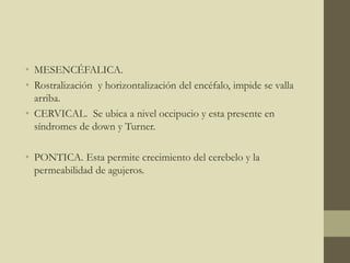 • MESENCÉFALICA.
• Rostralización y horizontalización del encéfalo, impide se valla
arriba.
• CERVICAL. Se ubica a nivel occipucio y esta presente en
síndromes de down y Turner.
• PONTICA. Esta permite crecimiento del cerebelo y la
permeabilidad de agujeros.
 