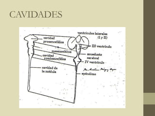 CAVIDADES
 