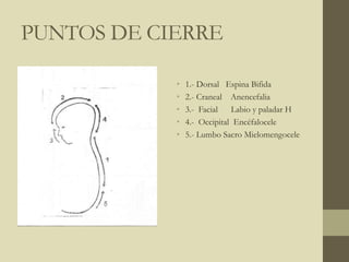 PUNTOS DE CIERRE
• 1.- Dorsal Espina Bifida
• 2.- Craneal Anencefalia
• 3.- Facial Labio y paladar H
• 4.- Occipital Encéfalocele
• 5.- Lumbo Sacro Mielomengocele
 