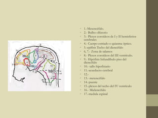 • 1.-Mesencéfalo.
• 2.- Bulbo olfatorio
• 3.- Plexos coroideos de I y II hemisferios
cerebrales
• 4.- Cuerpo estriado o quiasma óptico.
• 5.-epifisis Techo del diencéfalo
• 6, 7.- Zona de talamos
• 8.- Plexos coroideos del III ventrículo.
• 9.- Hipófisis Infundíbulo piso del
diencéfalo
• 10.- tallo hipofisiario
• 11.-acueducto cerebral
• 12.-
• 13.- metencéfalo
• 14.-puente
• 15.-plexos del techo del IV ventrículo
• 16.- Mielencéfalo
• 17.-medula espinal
 