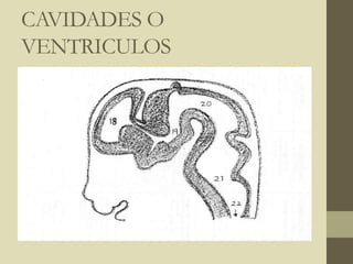 CAVIDADES O
VENTRICULOS
 
