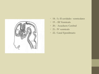 • 18.- I y II cavidades ventriculares
• 19 .- III Ventriculo
• 20.- Acueducto Cerebral
• 21.- IV ventriculo
• 22.- Canal Ependimario
 