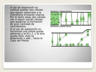  el eje de separación es
vertical quedan dos células
 que siguen adheridas a la
membrana limitante interna.
Por lo tanto estas dos células
van a seguir siendo células
que aseguran la formación
de gran cantidad de
neuroblastos.
 Si el eje de separación es
horizontal una célula queda
adherida a la M.L.I. y la otra
queda libre, ésta se
desprende y sale , hacia la
Capa del Manto
 